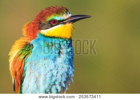 Exotic Bird With Feathers Sticking Out To The Side
