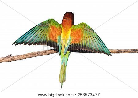 Exotic Colored Bird Revealing Wings On A Branch Isolated On A White Background