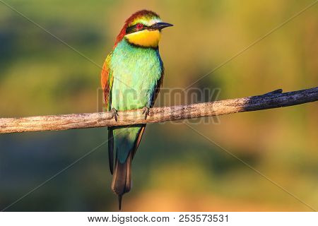 Paradise Bird Sitting On A Branch Illuminated Summer Sun