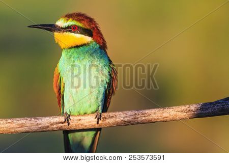 Paradise Colored Bird Sitting On A Branch Illuminated By The Summer Sun