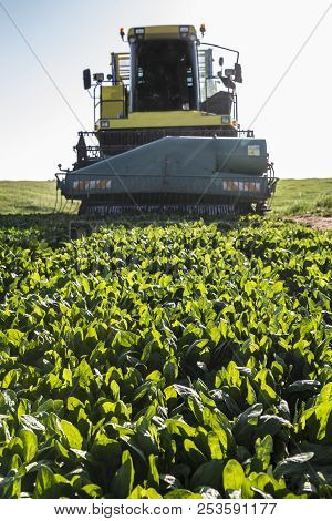 Modern Self-propelled Spinach Harvester At Work. Guadiana Meadows, Badajoz, Spain. Closeup
