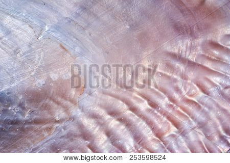 Luxury Nacre Seashell Background Texture Close Up