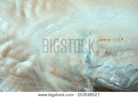 Luxury Nacre Seashell Background Texture Close Up