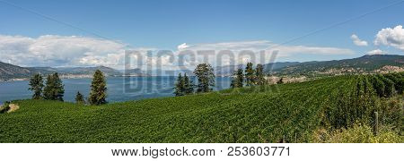 Penticton, Canada - August 04, 2018 : View Of Vineyard In The Okanagan Valley Penticton British Colu