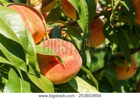 Ripe Fresh Peaches Growing In Peach Tree With Green Leaves.