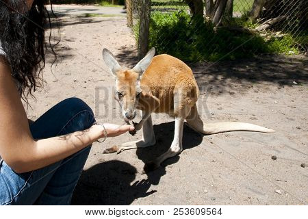 Western Grey Kangaroo In A Conservation Park
