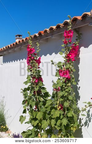 French island Ile de Re red Hollyhocks and white house on the island