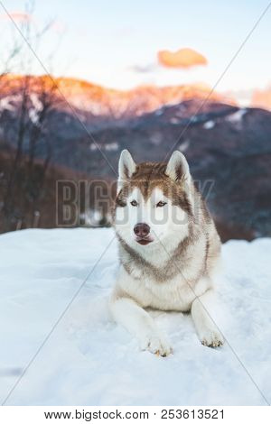 Portrait Of Beautiful Siberian Husky Dog Liying Is On The Snow In Winter Forest At Sunset On Mountai