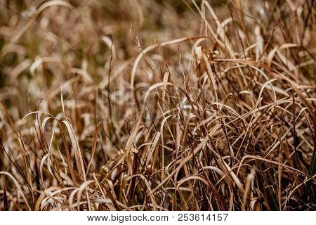 Field Of Dry Grass Rhythm, Grass Warm Tone