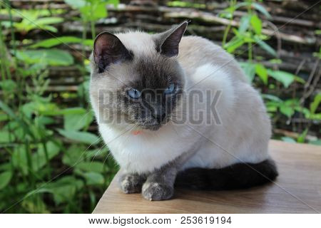 Small Cat Of Siamese Breed Lies On Table