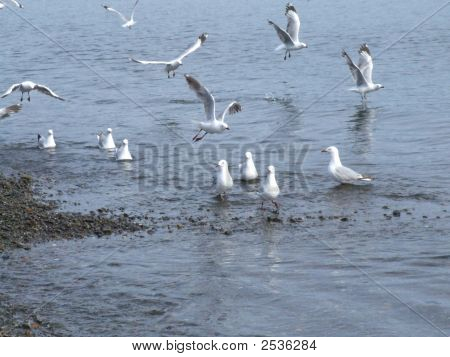 Möwen auf die Petone foreshore