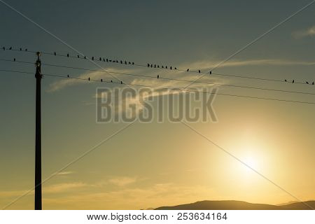 Birds On High Voltage Cables At Sunset, Sun On Background