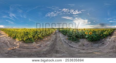 Full Seamless Spherical Panorama 360 By 180 Degrees Angle View On Gravel Road Among Sunflowers Field