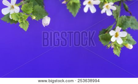 Beauriful Small White Flowers On Blue Background. Space For Text