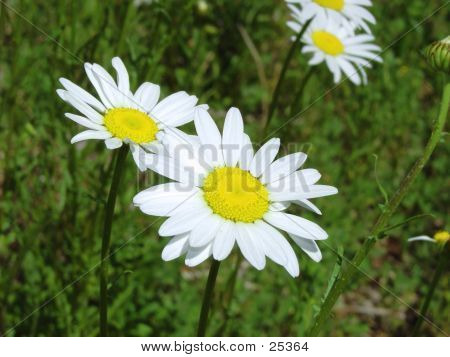 Wild Daisies