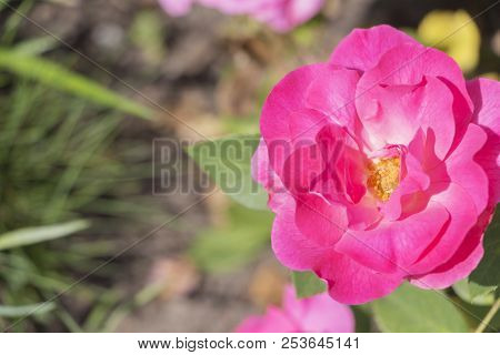 Pink Rose Flower Close-up, Place For The Inscription.