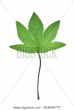 A Roselle Leaves Isolated On White Background
