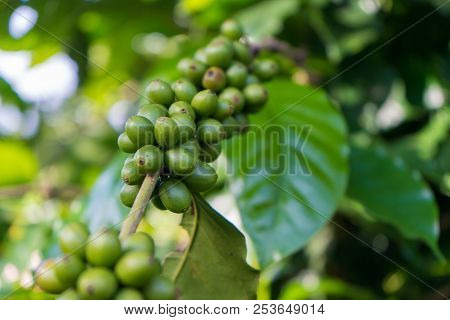 Immature Green Coffee Cherries Ont He Branch Which Are The Source Of Coffee Beans