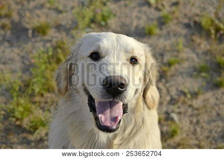 Sunstroke, Health Of Pets In The Summer.  Labrador Retriever. How To Protect Your Dog From Overheati