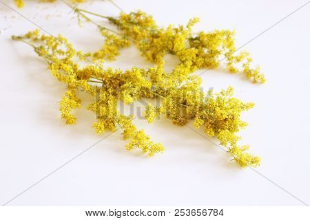 Dried Galum Verum Lady's Bedstraw Or Yellow Bedstraw, Isolated On White. Galum Verum Is A Herbaceous