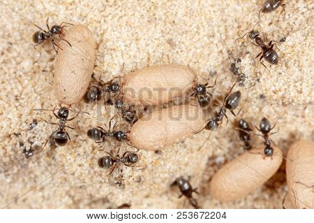 Ants And Formic Eggs In Nature. Macro
