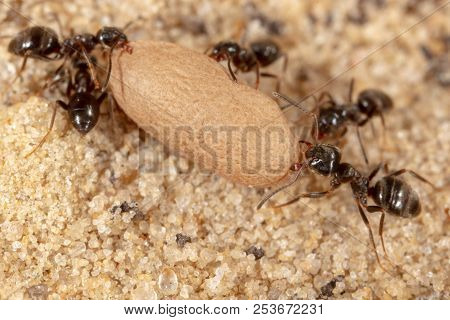 Ants And Formic Eggs In Nature. Macro