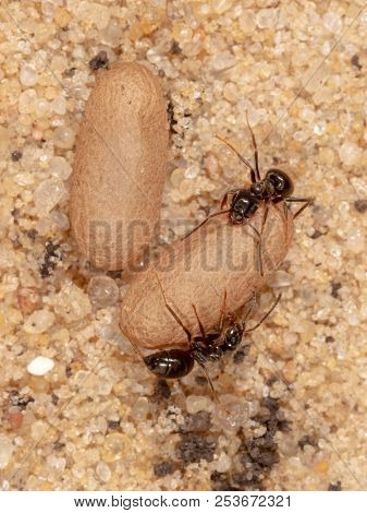 Ants And Formic Eggs In Nature. Macro