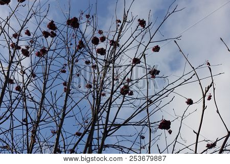 Leafless Branches Of Sorbus Aucuparia With Berries