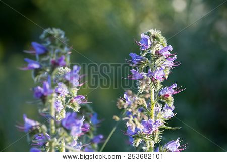 Viper's Bugloss Or Blueweed (echium Vulgare) Wildflowers On Summer Meadow With Dark Green Background