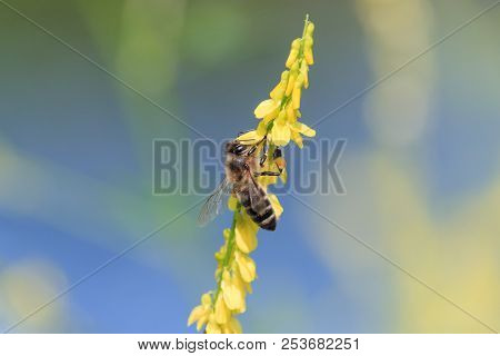 Honey Bee Collects Nectar On Yellow Sweet Clover Flowers With Blurred Blue Background. Ribbed Or Com