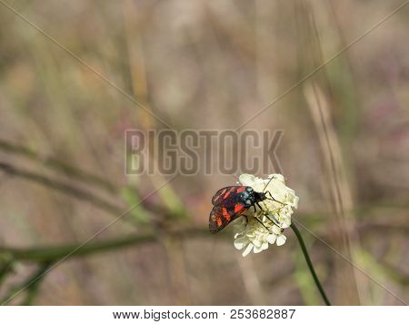 The Six-spot Burnet (zygaena Filipendulae) Sitting On A Blooming Flower.