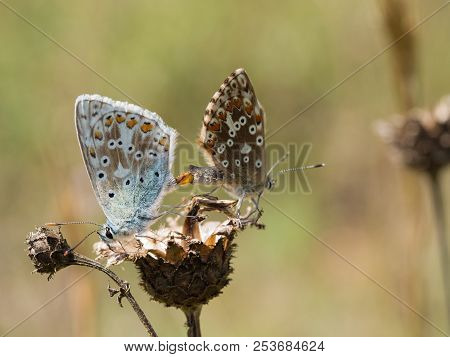 The Chalkhill Blue (polyommatus Coridon) Butterflies Mating On A Dry Plant