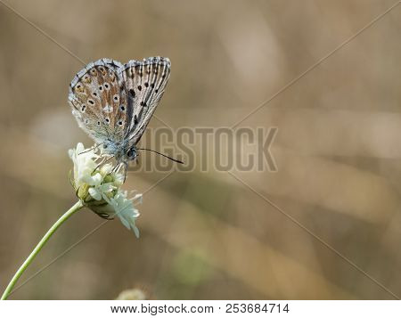 The Chalkhill Blue (polyommatus Coridon) Butterfly Sitting On A Blooming Flower And Feeding