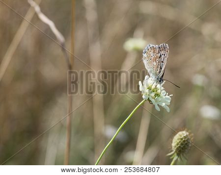 The Chalkhill Blue (polyommatus Coridon) Butterfly Sitting On A Blooming Flower And Feeding