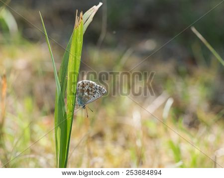 The Chalkhill Blue (polyommatus Coridon) Butterfly Sitting On Green Grass