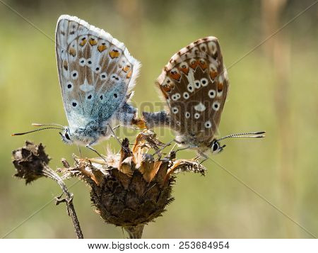 The Chalkhill Blue (polyommatus Coridon) Butterflies Mating On A Dry Plant