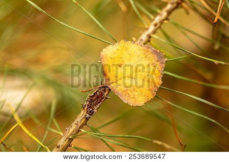 Leaf On Needles And Needles In Autumn .