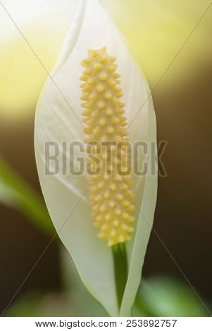 Photo Of Exotic White Anthurium, Flamingo Flower, In Nature Garden