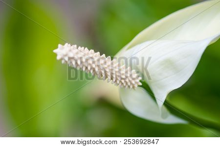 Photo Of Exotic White Anthurium, Flamingo Flower, In Nature Garden