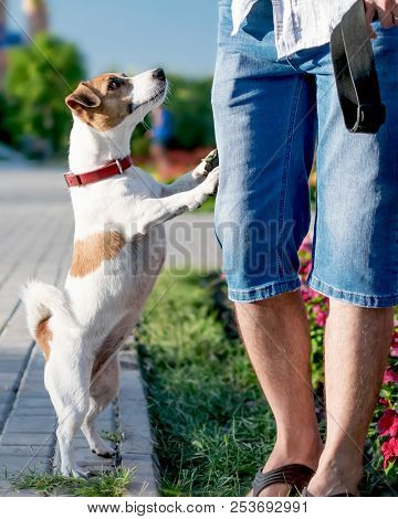 A Small Curious Dog Jack Russell Terrier Looks Or Asks For Something Owner Or Person, Standing On It