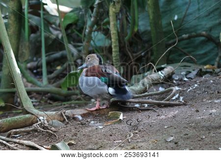 Photography Of A Ringed Teal (callonetta Leucophrys)