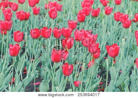 Field Of Beautiful Red Tulips In The Spring.