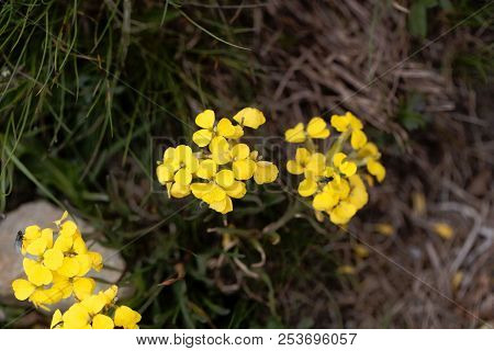 Flower Of The Wallflower Erysimum Sylvestre