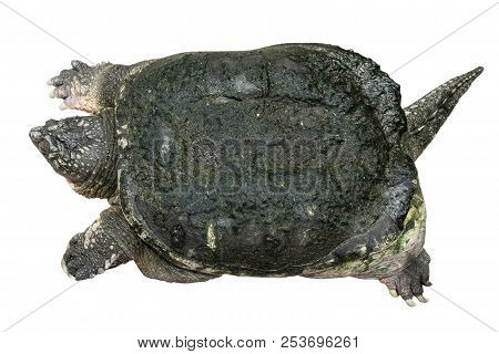 Snapping Turtle ( Chelydra Serpentina ) Is Creeping And Raise One's Head On White Isolated Backgroun