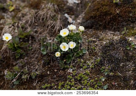 Flowers Of Alpine Buttercups (ranunculus Alpestris)