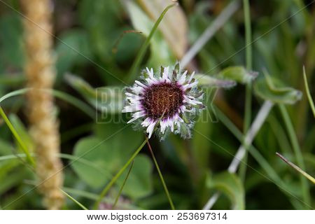 Flower Of A One Flower Fleabane (erigeron Uniflorus)