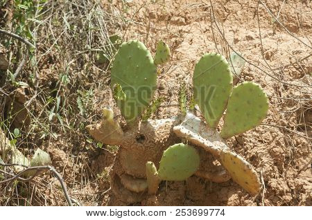 Wild Cactus On Sandy Slope With Loamy Soil And Safety Net Against Landslide In Sunny Summer Day
