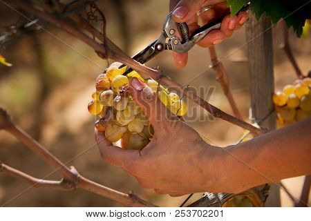 Bolgheri, Tuscany, Italy - Processing Of The Vineyards
