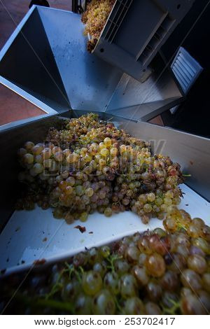 Bolgheri, Tuscany, Italy - Processing Of The Vineyards