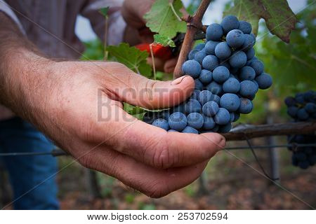 Bolgheri, Tuscany, Italy - Processing Of The Vineyards